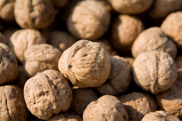 Tenuta La Spiga, una realtà poliedrica Accanto al Prosecco, anche noci e pere Tenuta La Spiga, una realtà poliedrica Accanto al Prosecco, anche noci e pere