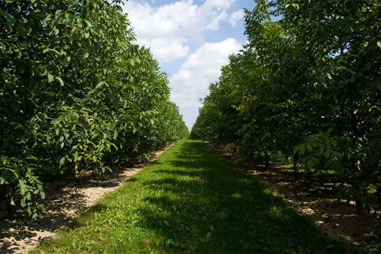 Tenuta La Spiga, una realt&agrave; poliedrica Accanto al Prosecco, anche noci e pere