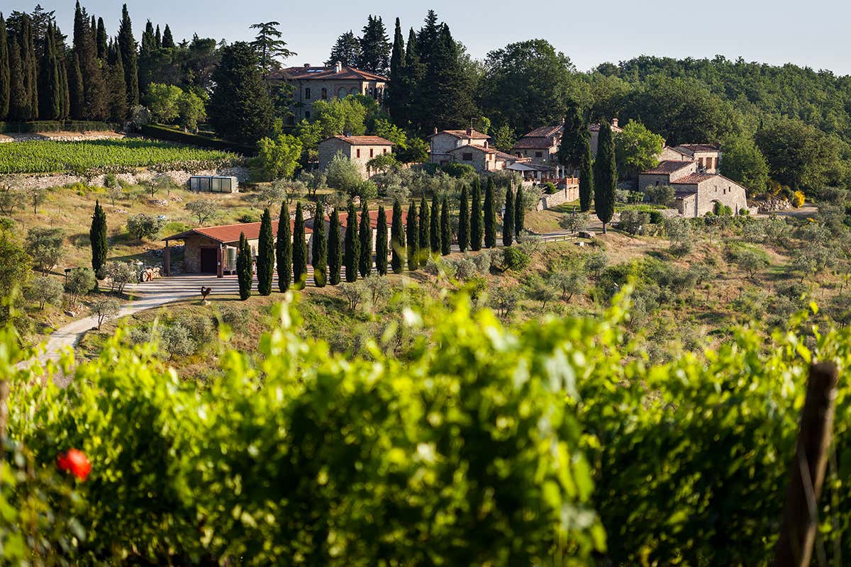 La tenuta Querceto di Castellina Querceto di Castellina, azienda agricola passo dopo passo La tenuta Querceto di Castellina Querceto di Castellina, azienda agricola passo dopo passo