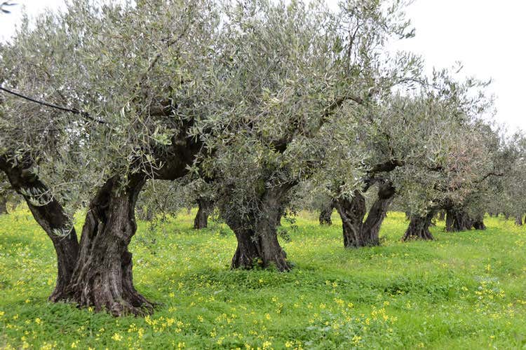 (Tenuta Rocchetta di Angela Consiglio Nei loro Evo, tutta la qualit&agrave; siciliana)