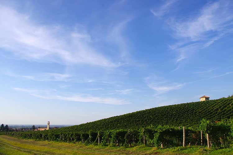 I terreni di proprietà si estendono su 78 ettari - Oltrepò, Montelio guarda indietro Rivisita il suo vecchio Champagne