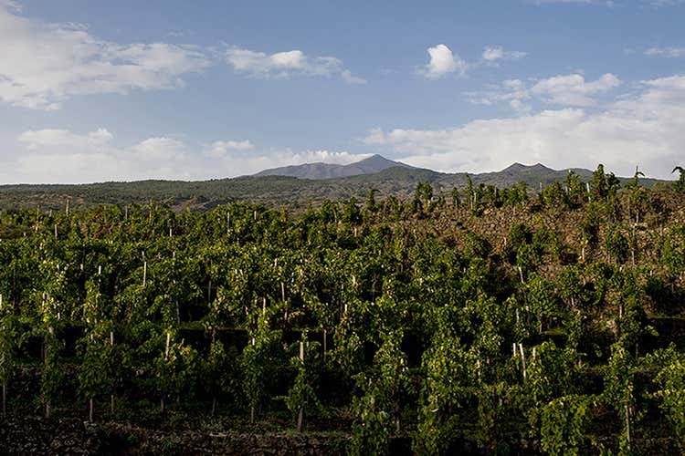 (Tenute Piccini, rotolando verso Sud... I vini figli del territorio dell'Etna) (Tenute Piccini, rotolando verso Sud... I vini figli del territorio dell'Etna)