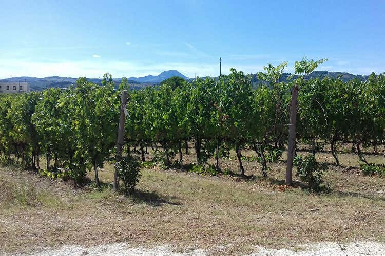 Tenute Pieralisi verso il bio Villaia, Caccialepre, Re di Ras le novit&agrave;