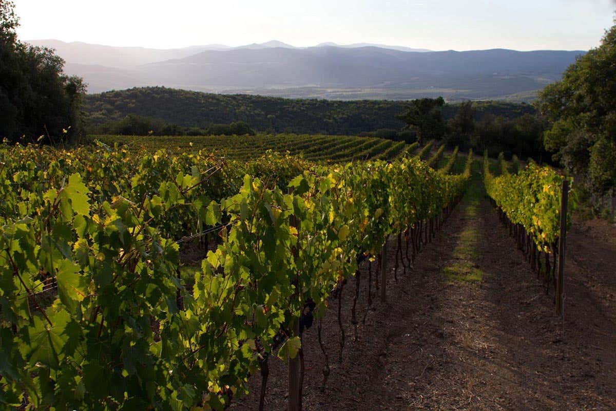 Il vigneto Emilia Nardi, la “signora del Brunello” racconta i suoi vini Il vigneto Emilia Nardi, la “signora del Brunello” racconta i suoi vini