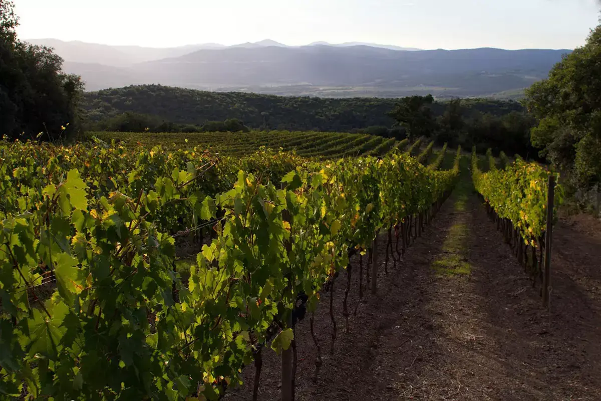 Il vigneto Emilia Nardi, la &ldquo;signora del Brunello&rdquo; racconta i suoi vini