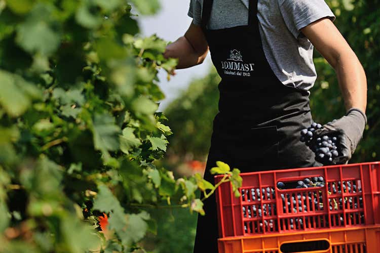 (Tenute Tommasi, brindisi positivo Vendemmia salvata da nord a sud) (Tenute Tommasi, brindisi positivo Vendemmia salvata da nord a sud)