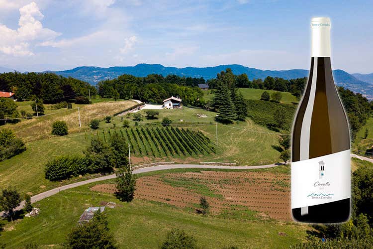 Cerealto, vino resistente Bianco Igt nasce a 700 metri Cerealto, vino resistente Bianco Igt nasce a 700 metri