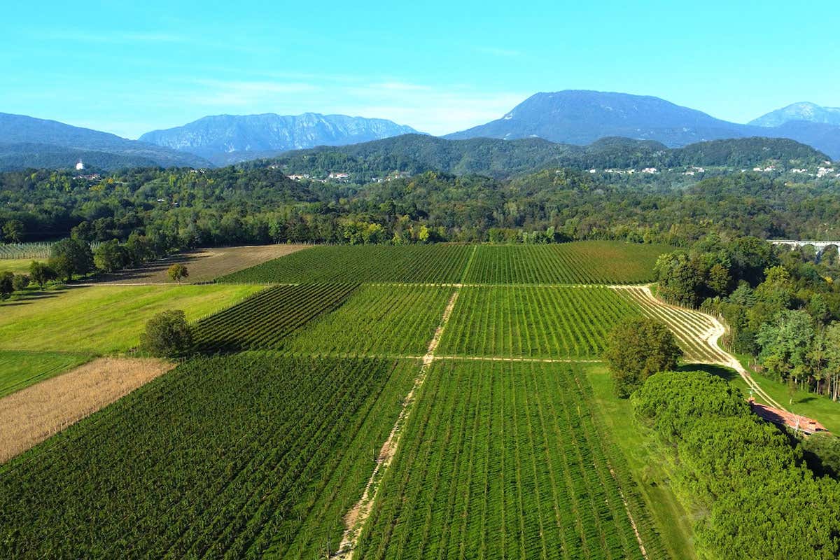 Veduta aerea dei vigneti Terre di Plovia, progetto friulano per la valorizzazione dei vitigni autoctoni