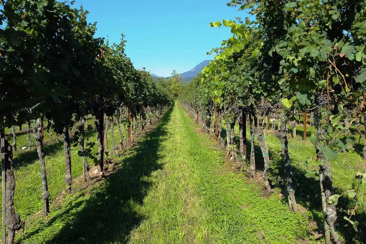 Vigneto di Piculit Neri Terre di Plovia, progetto friulano per la valorizzazione dei vitigni autoctoni