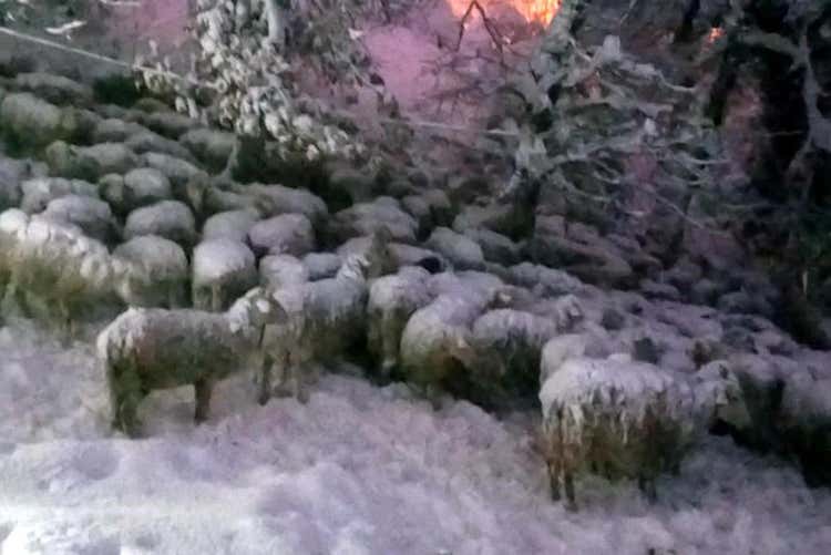 Terremoto è emergenza animali il latte cala del 50%, +15% di aborti Terremoto è emergenza animali il latte cala del 50%, +15% di aborti