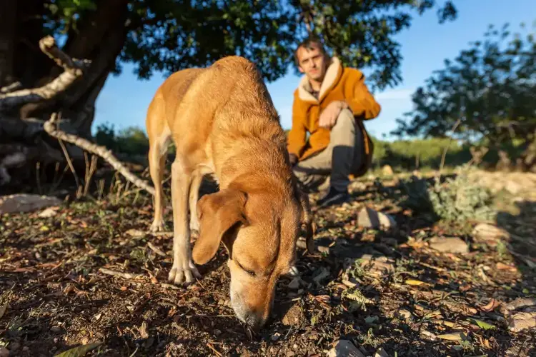 Il terroir del tartufo: Limo, Argilla e&hellip; Ph
