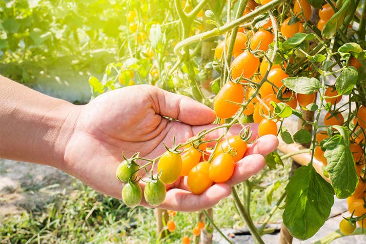 Testo unico sul biologico Il sì della Commissione agricoltura Testo unico sul biologico Il sì della Commissione agricoltura