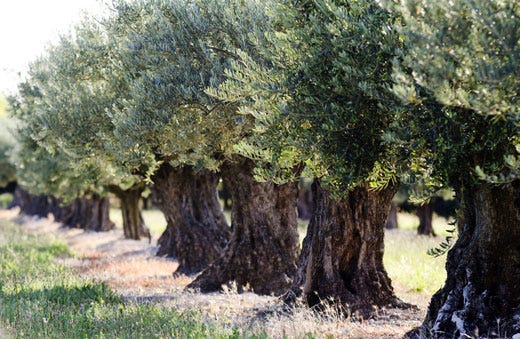 Xylella, via libera dall'Unione europea 
all'eradicazione degli alberi malati