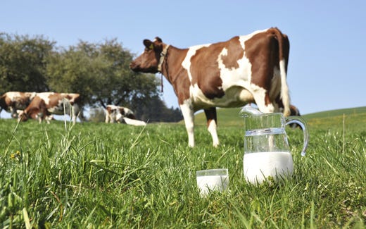Al via l’accordo tra Mipaaf e industrie 
per salvare la filiera italiana del latte