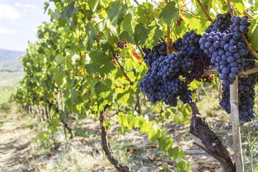 Nasce la Consulta del vino italiano 
Nuovo punto di riferimento del settore
