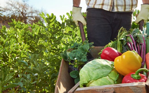 Agricoltura italiana, la più £$green$£ in Ue 
Al top per qualità, sicurezza e biologico
