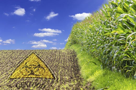 Ogm, -18% le semine in Ue e nel mondo 
L’agricoltura italiana è la più £$green$£