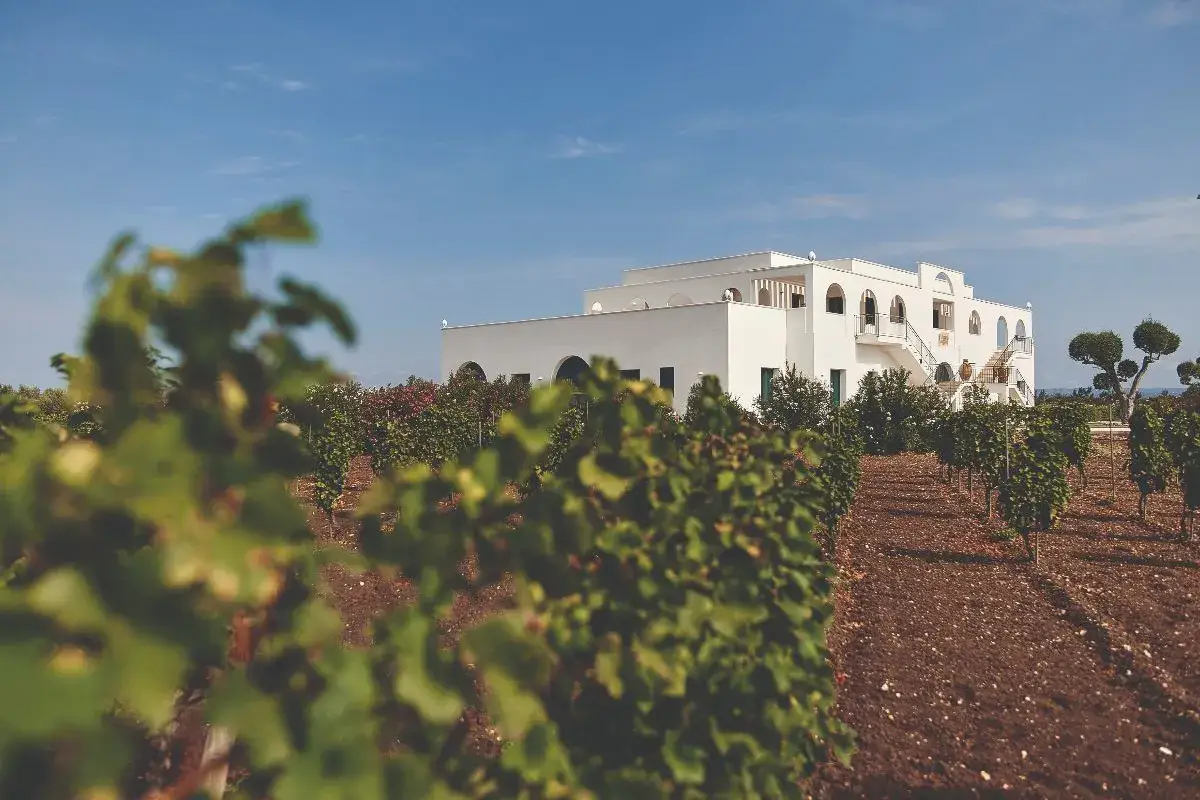 Tinazzi Wine Experience, nelle sedi in Veneto e Puglia