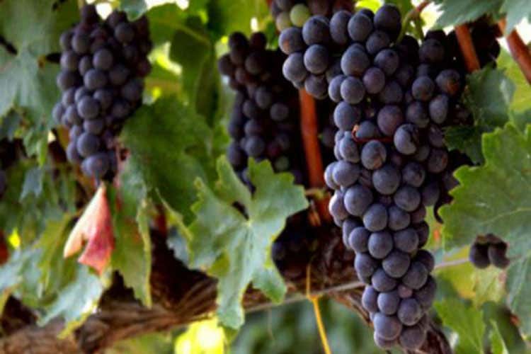 Tintilia, vitigno autoctono del Molise - A spasso per L&rsquo;Italia Il Molise, tra cinema e piatti tipici