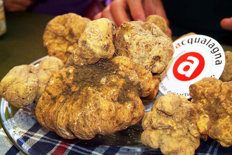 Torna la Fiera del Tartufo di Acqualagna Sei giornate dedicate per la 52ª edizione Torna la Fiera del Tartufo di Acqualagna Sei giornate dedicate per la 52ª edizione