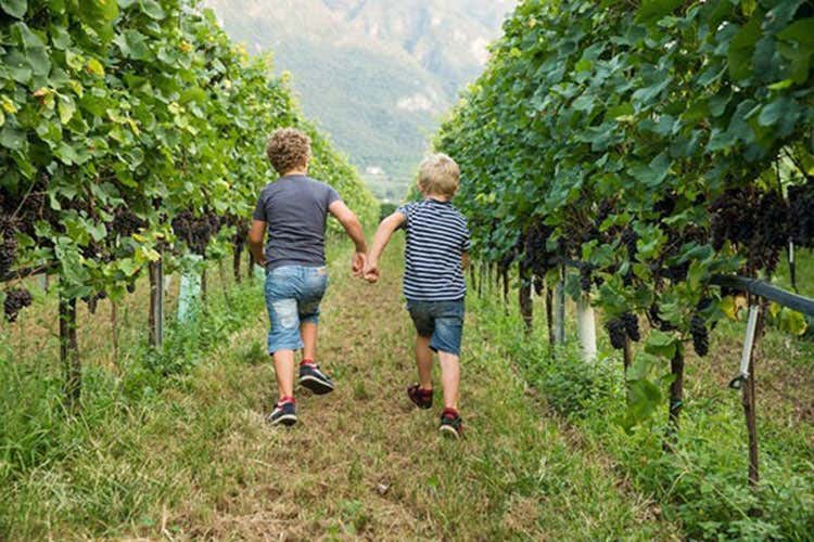 Tornano le giornate di Uva e dintorni In Trentino si festeggia la vendemmia Tornano le giornate di Uva e dintorni In Trentino si festeggia la vendemmia