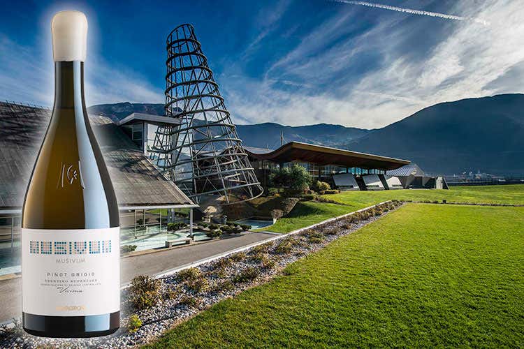 Pinot Grigio Musivum Trentino Superiore Doc “Vicinia” 2016 (Tortino con radicchio e Pinot grigio Incontro di sapori trentini)