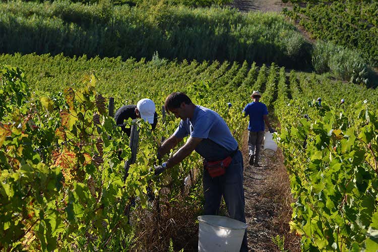 I vigneti (Toscana biologica a Milano La famiglia Capezzana si racconta)