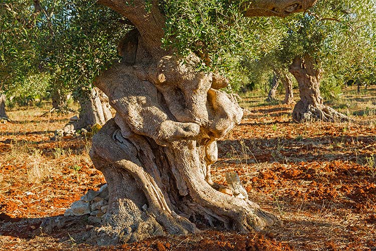 Tra gli ulivi millenari, titani del Salento  Un itinerario turistico da valorizzare