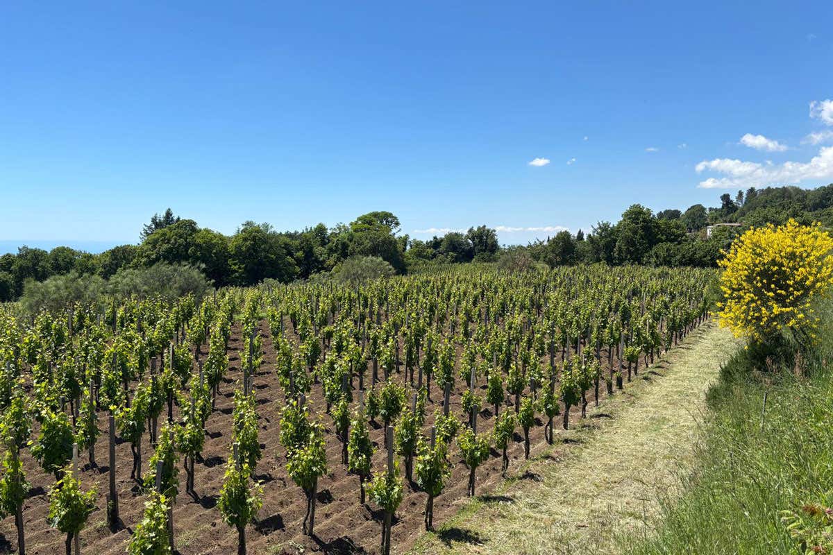 Tornata delle Accademie: scoprire i vini dell’Etna con accademici e produttori Tornata delle Accademie: scoprire i vini dell’Etna con accademici e produttori