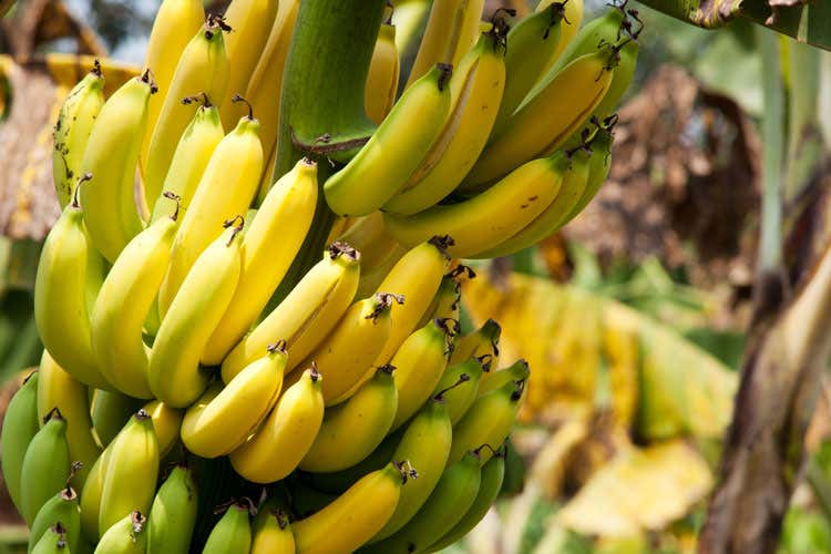 (Tracce di banana già nell’8000 a.C. Tutto cominciò dalla Nuova Guinea?) (Tracce di banana già nell’8000 a.C. Tutto cominciò dalla Nuova Guinea?)