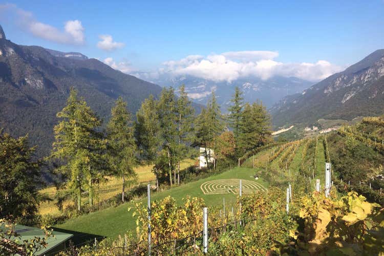 (Tramin-Termeno amplia l’azienda A Maso Michei nuovi vigneti) (Tramin-Termeno amplia l’azienda A Maso Michei nuovi vigneti)