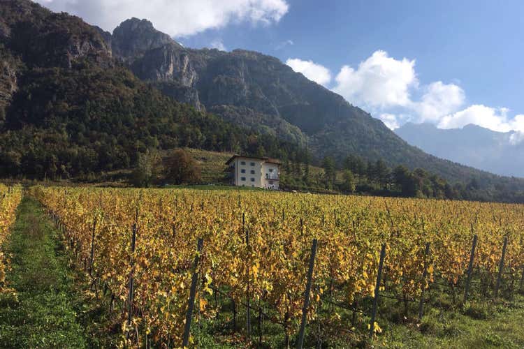 (Tramin-Termeno amplia l’azienda A Maso Michei nuovi vigneti) (Tramin-Termeno amplia l’azienda A Maso Michei nuovi vigneti)
