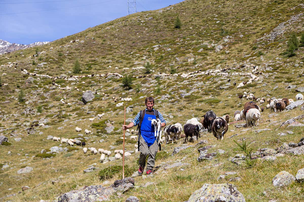 Transumanza. Foto: Associazione Turistica Val Senales, Peter Santer  Chi non ama le atmosfere autunnali? Idee per un settembre magico in Alto Adige