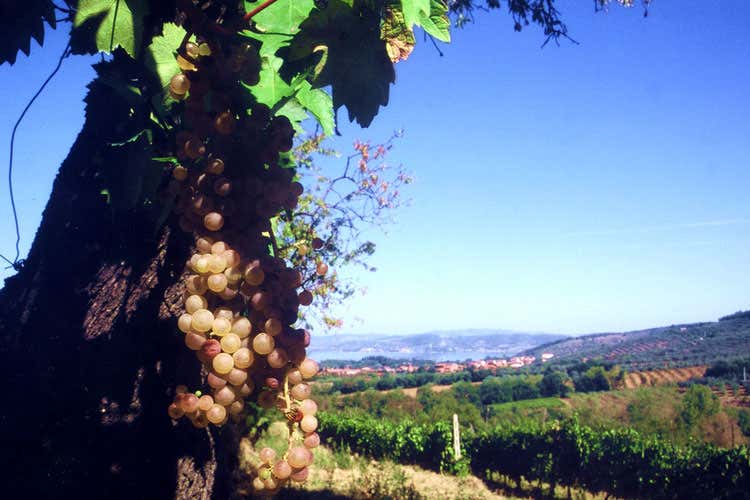 (Trasimeno Rosé Festival L’Umbria celebra i suoi vini rosati) (Trasimeno Rosé Festival L’Umbria celebra i suoi vini rosati)