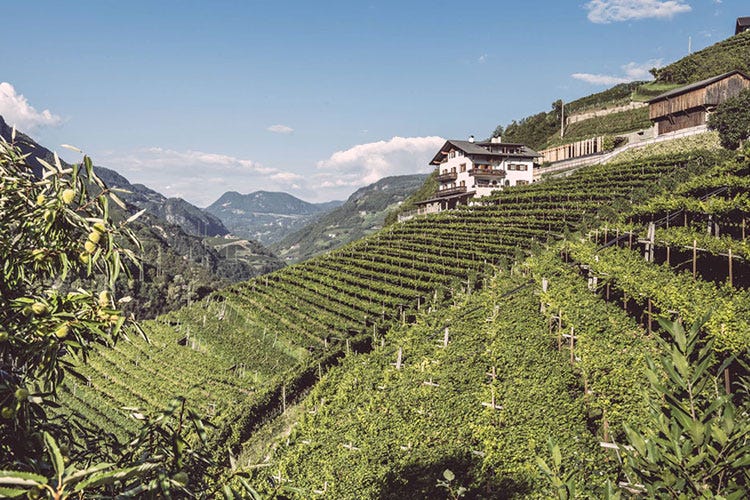 (Treff.Wine - incontro con il vino Le specialità di Valle Isarco a Bressanone)