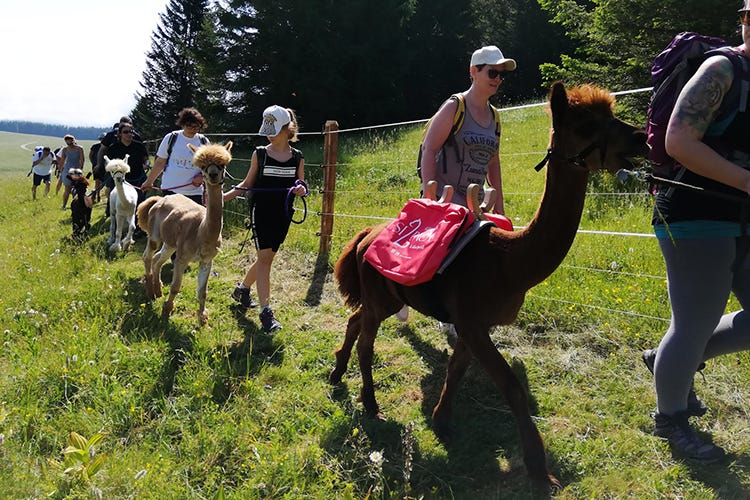 In Val di Fassa, il Buffaure riparte con un ricco calendario di iniziative estive Alla scoperta della Val di Fassa tra formaggi, alpaca e leggende