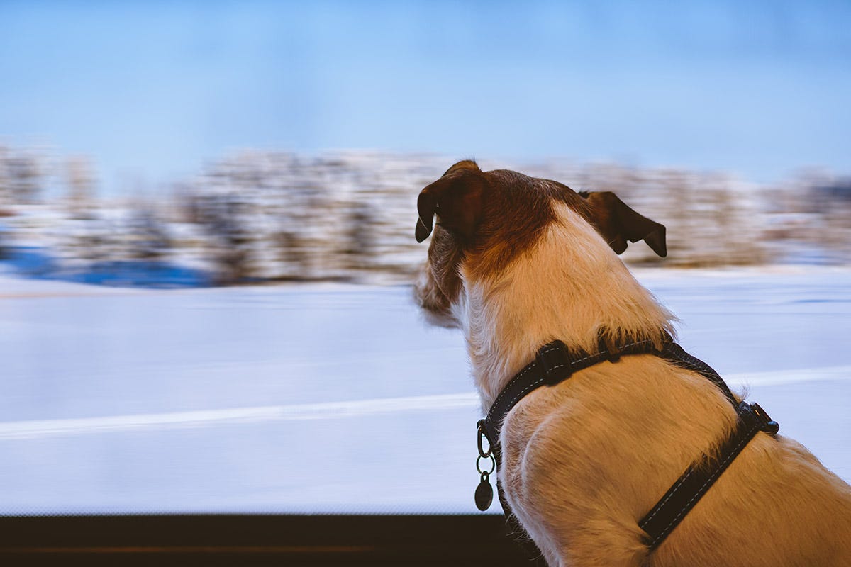 Italo, viaggiare col cane è più facile In treno con il cane? Con Italo sarà più facile e conveniente