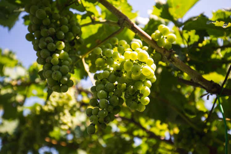 I vitigni da cui nascono le bollicine Ferrari (Trentodoc: dominio assoluto ai Mondiali del perlage) I vitigni da cui nascono le bollicine Ferrari (Trentodoc: dominio assoluto ai Mondiali del perlage)