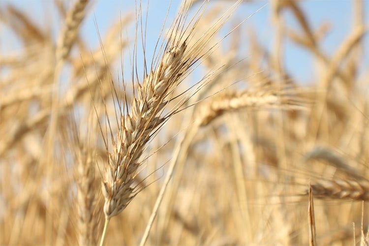 Tritordeum, il cereale del futuro per una farina innovativa e 100% naturale