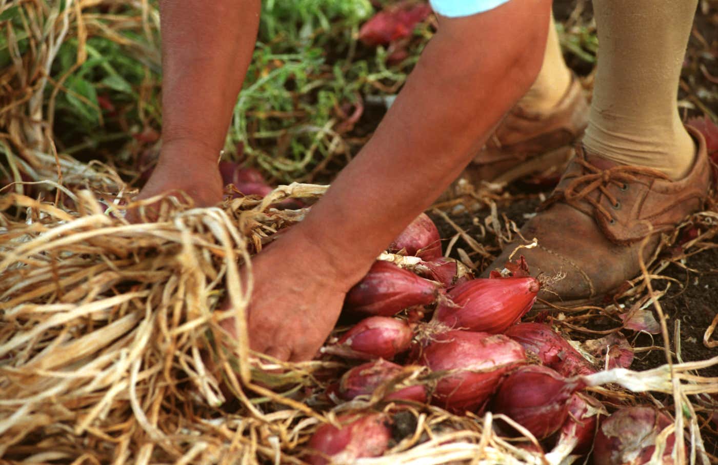 Gastronomia tutta da gudtare Tropea, la piccola Atene di Calabria
