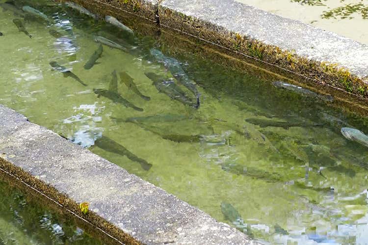 Le trote di Agritrutta - Le trote di Lorenza e Andrea Filetti affumicati, ricetta top secret Le trote di Agritrutta - Le trote di Lorenza e Andrea Filetti affumicati, ricetta top secret