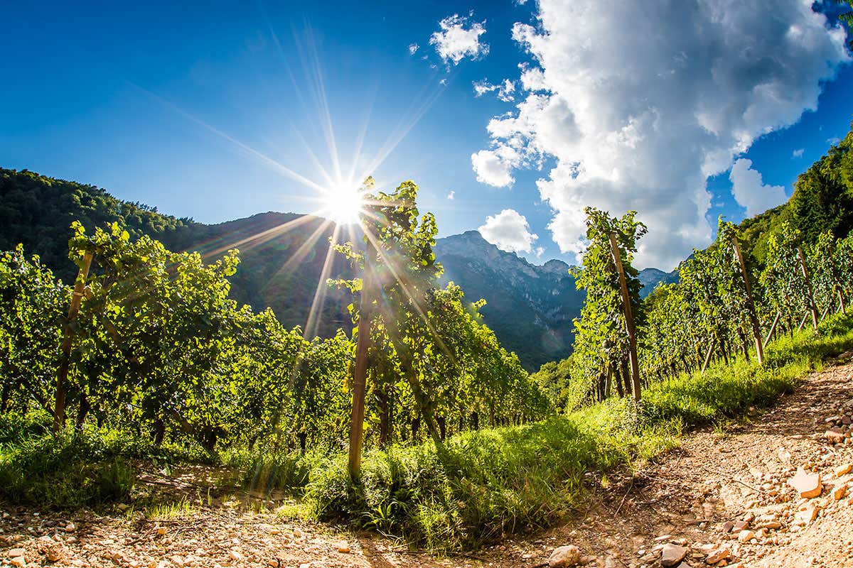 Vigneti (foto: Antie Braito) Troy di Cantina Tramin Chardonnay dall&rsquo;inequivocabile impronta alpina