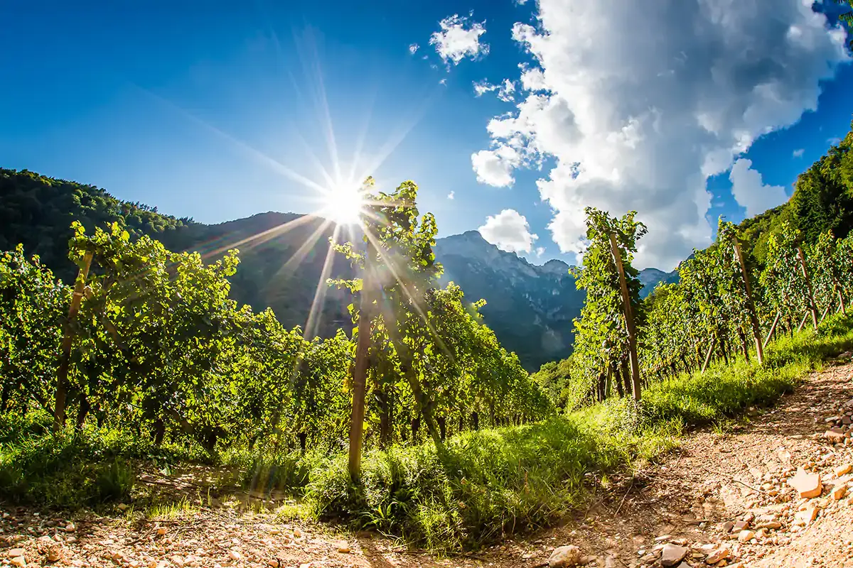 Vigneti (foto: Antie Braito) Troy di Cantina Tramin Chardonnay dall&rsquo;inequivocabile impronta alpina
