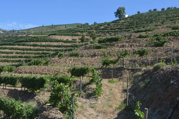 Tutto il fascino del Douro Bianco e rosso portoghese in ascesa Tutto il fascino del Douro Bianco e rosso portoghese in ascesa