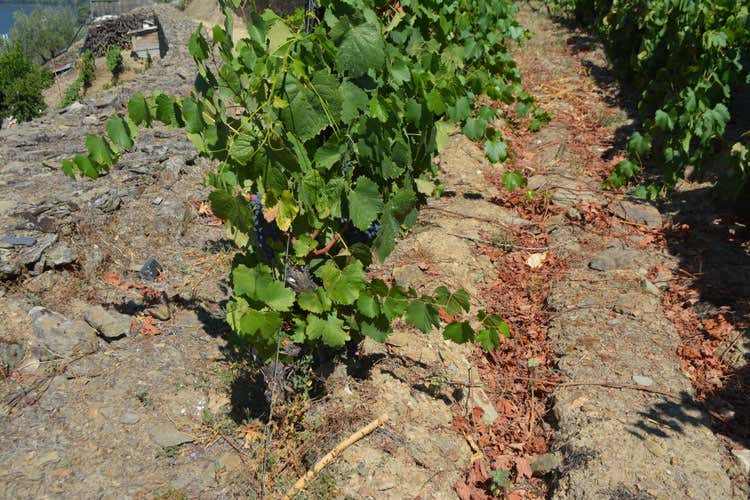 Tutto il fascino del Douro Bianco e rosso portoghese in ascesa Tutto il fascino del Douro Bianco e rosso portoghese in ascesa