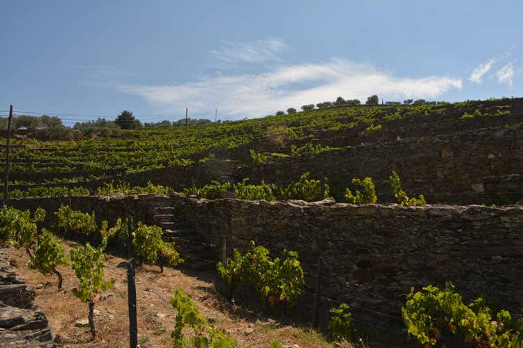 Tutto il fascino del Douro Bianco e rosso portoghese in ascesa Tutto il fascino del Douro Bianco e rosso portoghese in ascesa