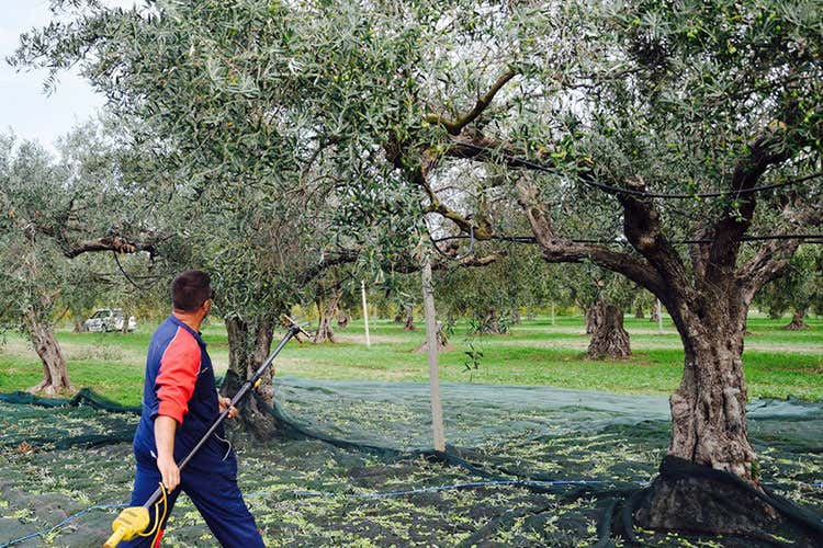 (U Trappitu Fruttato Intenso L'extravergine di Terre di Shemir)