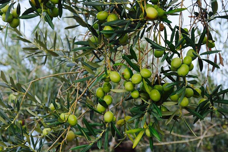 (U Trappitu Fruttato Intenso L'extravergine di Terre di Shemir)