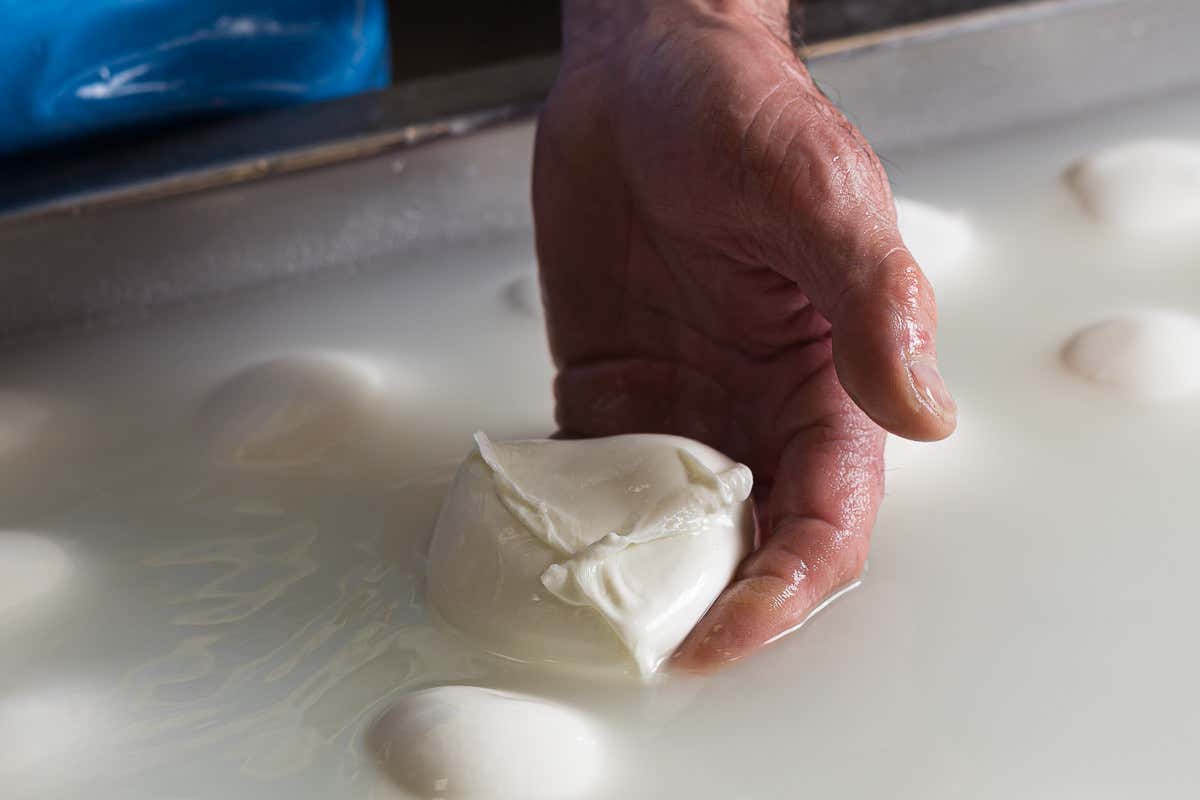 Guerra in Iran, primi effetti sui conti delle famiglie: rincara la mozzarella? Guerra in Iran, primi effetti sui conti delle famiglie: rincara la mozzarella?