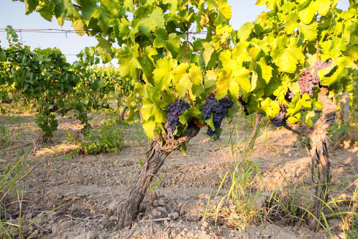 Vitigni autoctoni e sostenibilità: la missione di Librandi per il vino calabrese Vitigni autoctoni e sostenibilità: la missione di Librandi per il vino calabrese